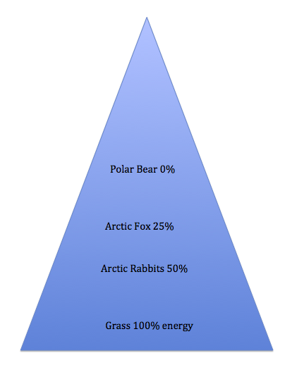 Energy Pyramid - The tundra